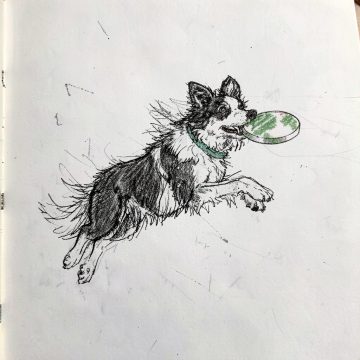 Skip, a border collie leaping to catch a disc